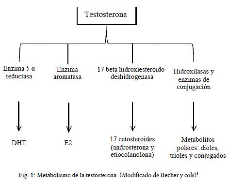 Diagn Stico Y Manejo Del Hipogonadismo Masculino