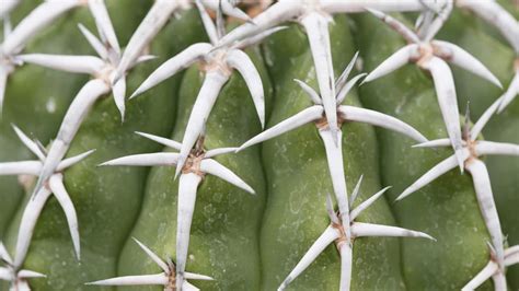 White Spots On Cacti Reasons And Remedies