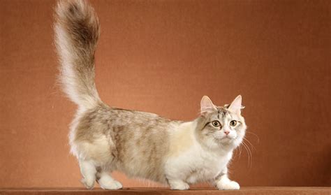 Munchkin Cat Breed Information Vetstreet Vetstreet