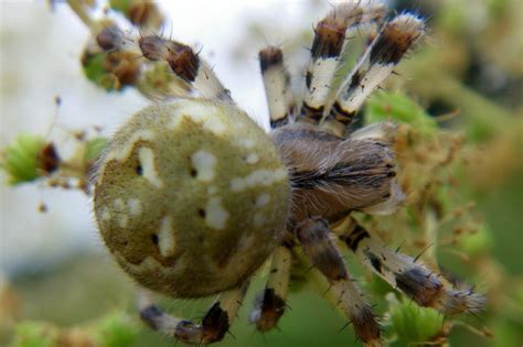 Scotland Wide Survey Of Spider Species Bbc News