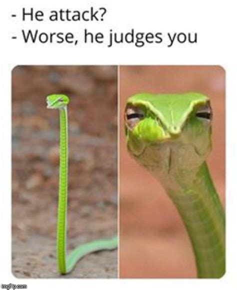 Judgmental Snake Imgflip