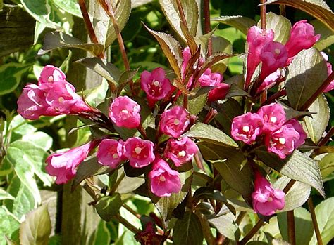 Weigela florida 'Wine & Roses' | Plants Direct – Victoria, BC