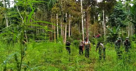 Foto Pemusnahan Hektare Ladang Ganja Di Aceh Utara