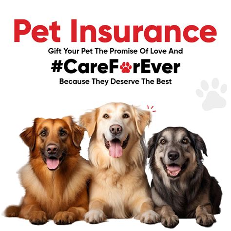 Buy Best Insurance Plans for your Pet: Affordable Pet Coverage