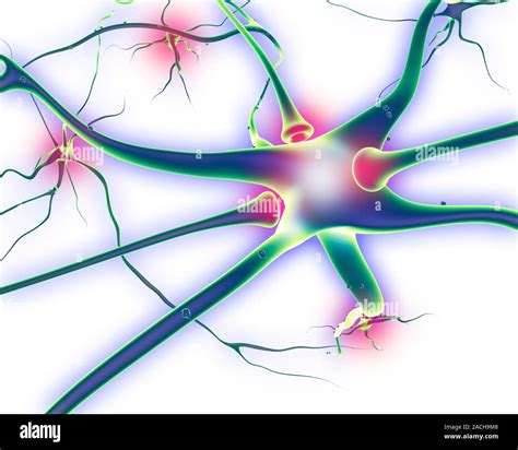 Nervenzellen Und Synapsen Computer Artwork Von Nervenzellen Oder