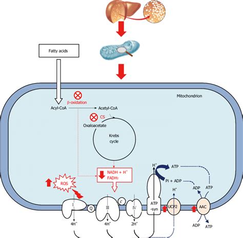 Dysfunctional Mitochondrial Bioenergetics In The Fatty Liver In Fatty