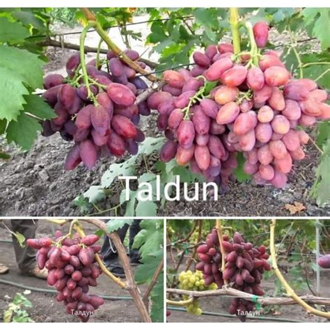 Jual Bibit Buah Anggur Impor Jenis Taldun Garansi Valid Shopee Indonesia