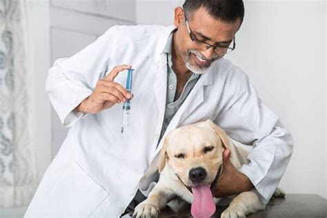 Aluminum Hydroxide For Dogs Benefits Dosage Side Effects And More