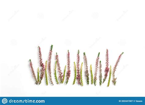 Heather Flowers Border On A White Background Copy Space For Text Top