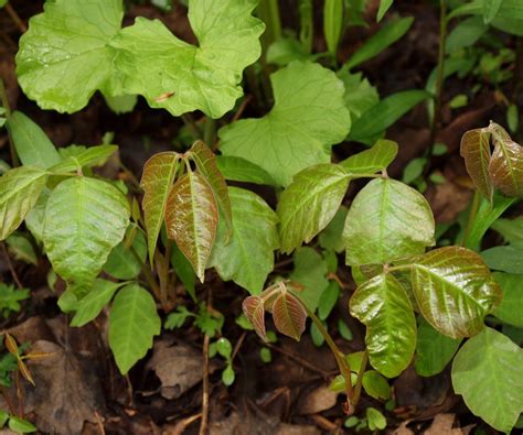 Poison Ivy Free Stock Photo - Public Domain Pictures