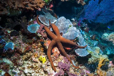 Crown-of-thorns starfish - Stock Image - C033/7980 - Science Photo Library