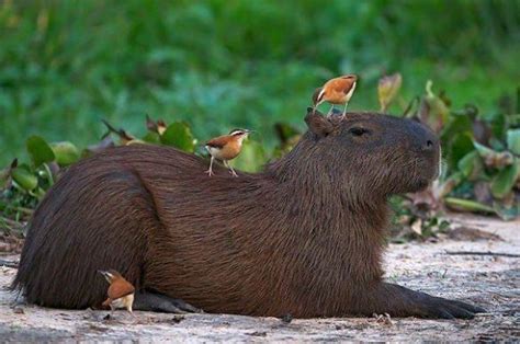 How Does Capybaras Relate With Humans and Other Animals?