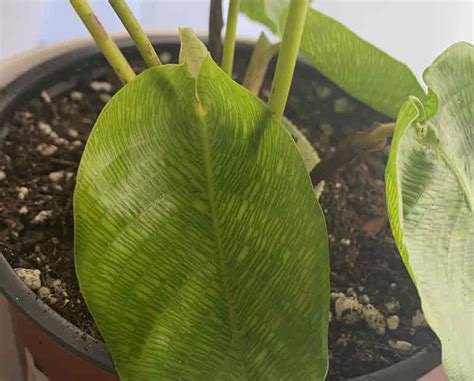 10 Advantages of Having a Calathea Musaica