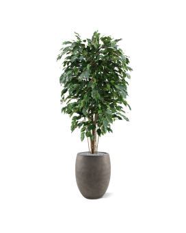 Ficus Exotica Plante Artificielle Deluxe Cm Vert Maxifleur