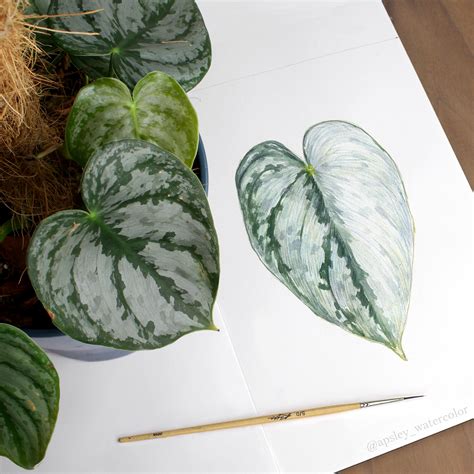 Philodendron Species Guide :: Behance