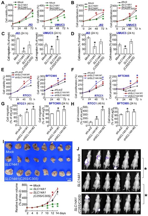 Slc A Plays A Tumor Suppressive Role In Vitro And In Vivo Xtt Cell