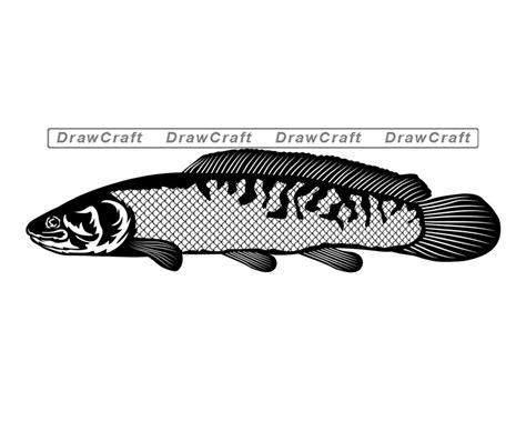 Bowfin Svg Fish Svg Fishing Svg Fishing Cut Files Fishing Etsy