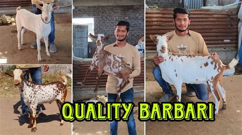 Quality Barbari Goats At Ammar Goat Farm Aurangabad Maharashtra YouTube