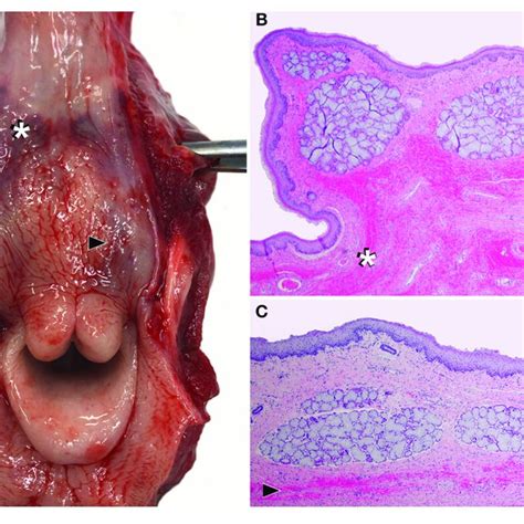 Dissected Larynx Of A Neonatal Calf Calf 8 Showing The Most Severe