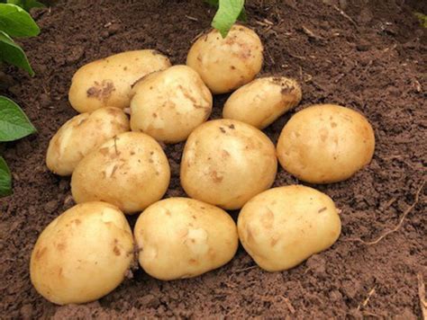 How To Prevent Potato Blight Suttons Gardening Grow How