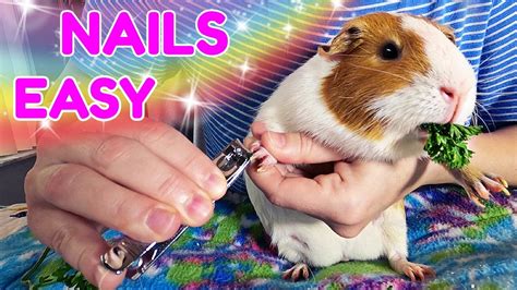 How To Cut Guinea Pig Nails Easy Way YouTube