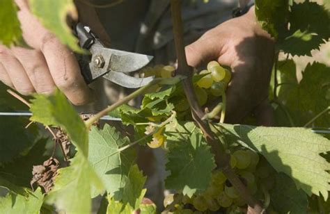 First Up...Moscato Harvest - Piedmont Wine Tours | Italianna - Top ...