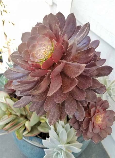 11 Best Easy-Care Exotic Succulents to Grow at Home | Gardener’s Path