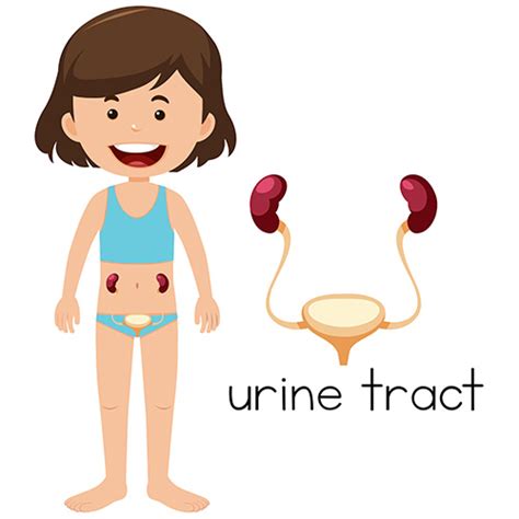 Urinary Tract Infections Types Causes And Treatment Options Gauri Urogynecology Clinic