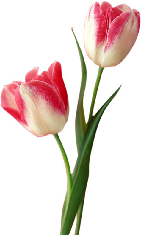 Tulip Png Free Download