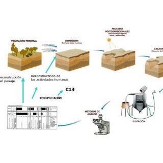 Esquema De La Formaci N Transformaci N Y Estudio De Los Restos