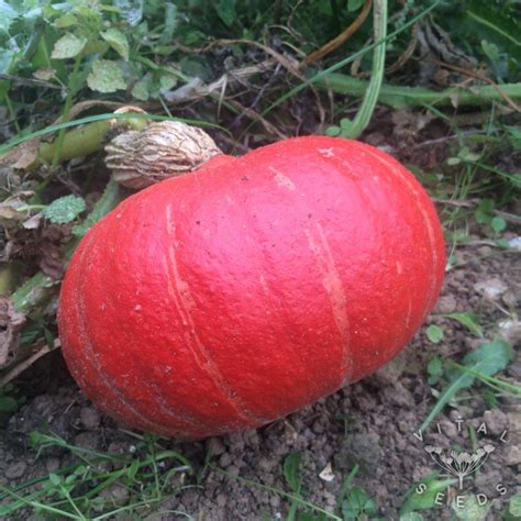 Squash, Winter - Red Kuri (Organic) - Vital Seeds