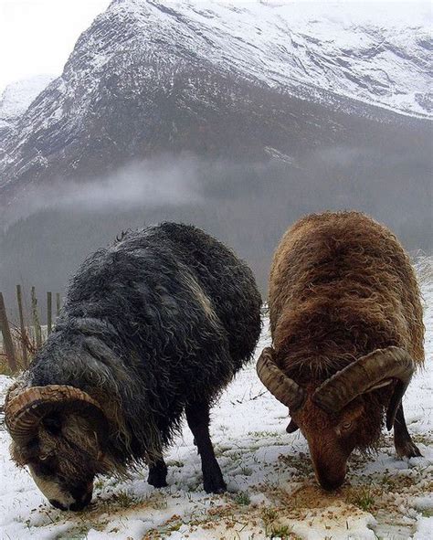 Snow Mountain Ram Animal