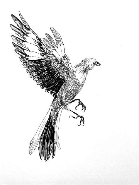 Realistic Bird Drawing Flying