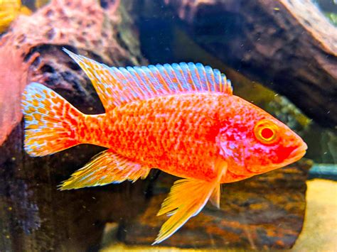 African Cichlid | Strawberry Peacock - African Cichlids Fish Species | The iFISH Store