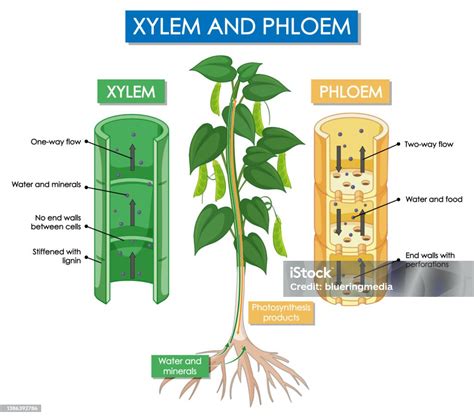 Diagram Yang Menunjukkan Tanaman Xilem Dan Floem Ilustrasi Stok - Unduh ...