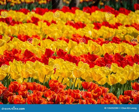 As Tulipas Coloridas Super Florescem No Keukenhof Famoso Foto De Stock