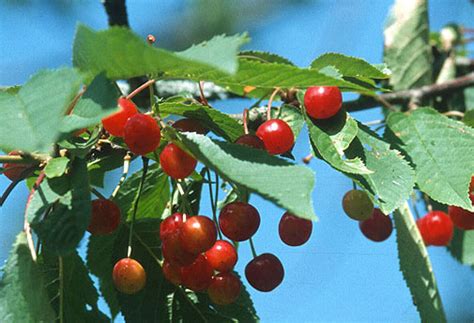 wanneer zijn de kersen rijp houtmeyers plantencentrum en