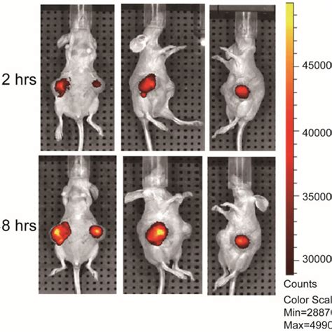 A Representative Example Of An In Vivo Near Infrared Fluorescence