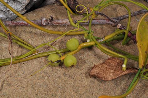 Cassytha Filiformis Lauraceae Image At Phytoimages Siu Edu