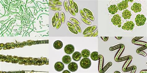 Cu Les Son Los Principales Tipos De Fitoplancton Biolog Amarinapor