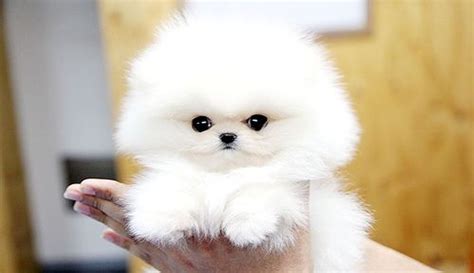 Teacup Pomeranian Adoption California - Pets Lovers