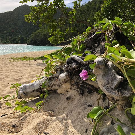 Contact Us Friends Of Virgin Islands National Park Virgin Islands