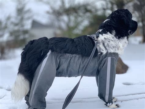 Do Protective Dog Pants Really Work? - My Brown Newfies