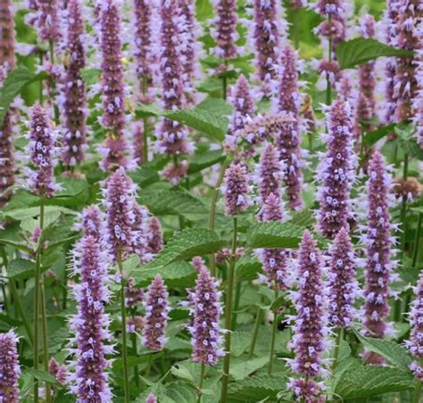 Agastache Rugosa Liquorice Blue Seedscape