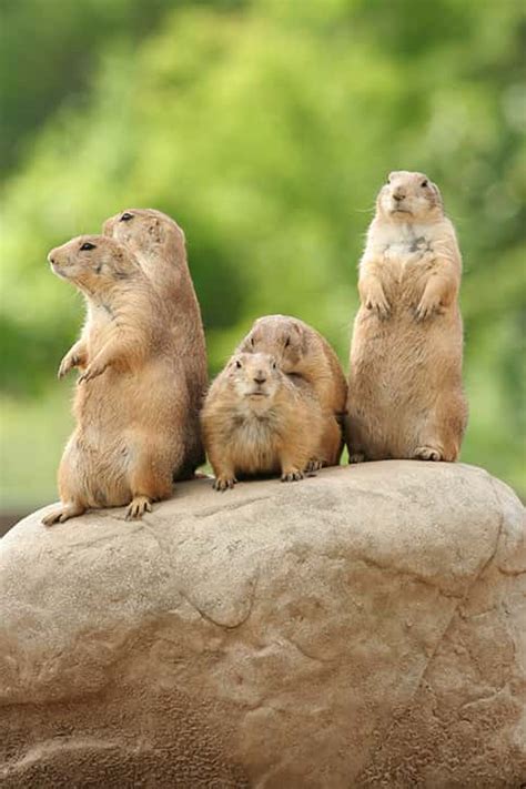 Prairie Dog Facts For Kids The Facts Vault