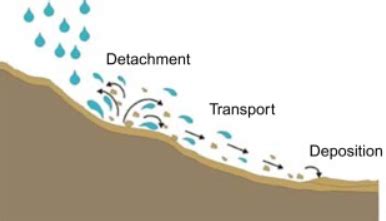 Using Trees to Help With Erosion Control | Granite Seed