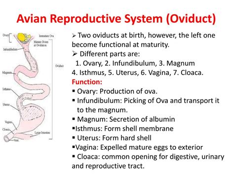 Oviduct Function - Torie Valentine