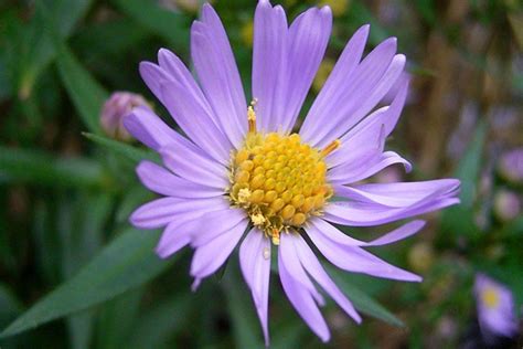 Uma Flor Roxa Chamada Margarida Michaelmas Que Passaria Despercebida