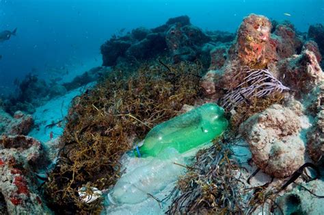 Plastic Pollution Is Killing Coral Reefs, 4-Year Study Finds | KUNC