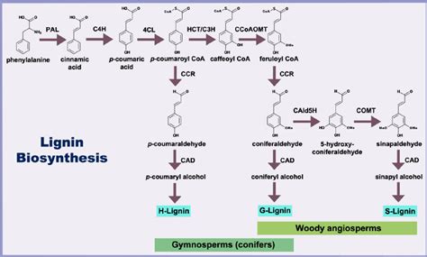 Lignin Biosynthesis Pathway